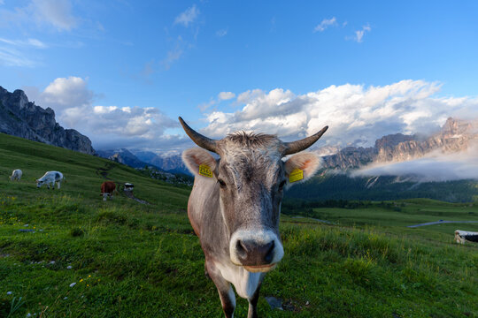 View of a curious cow standing in a lush green alpine meadow with grazing cattle and the majestic Dolomite mountains under a cloudy sky Trentino-South Tyrol, Italy.
