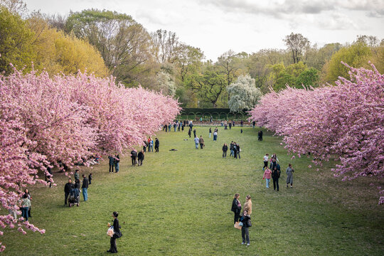 Cherry Blossoms during the springtime in Brooklyn. 