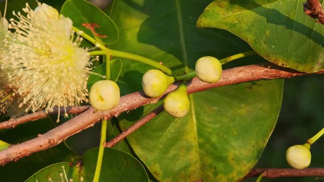 Flowers, young fruits, rose apple, garden fruit,nature