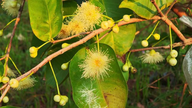 Flowers, young fruits, rose apple, garden fruit,nature