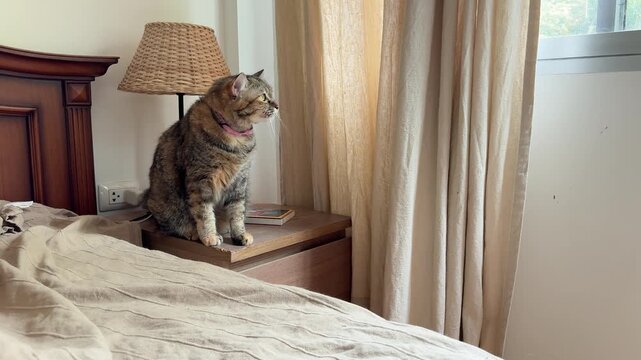 Tabby cat sitting on a bedside drawer, yawning and looking out the window during a bright sunny day.