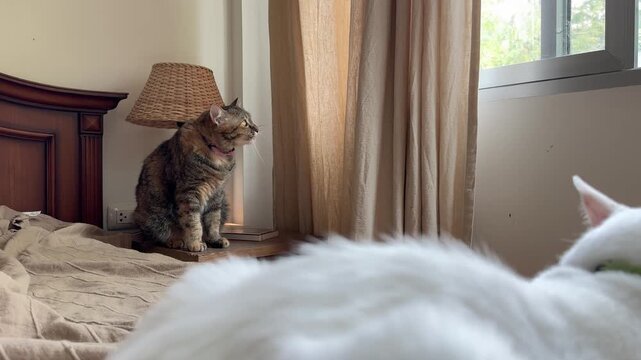 Tabby cat sitting on a drawer grooming itself and looking out the window while a Khao Manee cat is seen in the foreground.