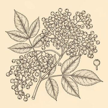 Detailed vintage botanical engraving of an elderberry branch with dense clusters of round berries and serrated compound leaves, classic black ink line art on a beige background.