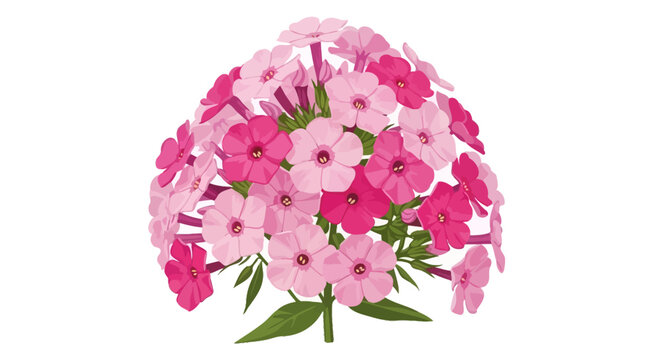 A bouquet of vibrant pink phlox flowers on a white background.