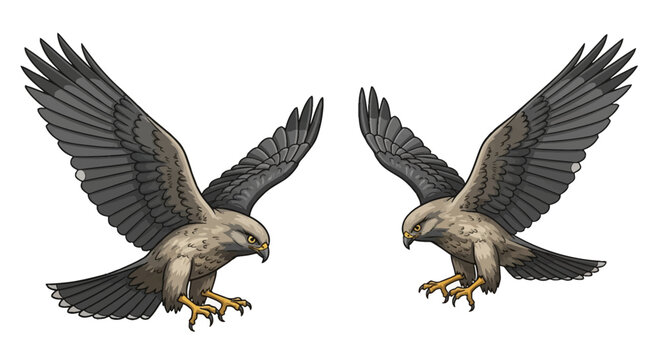 Two detailed vector illustrations of hawks in flight with wings spread and sharp talons extended, isolated on a white background, featuring brown and gray feather patterns.