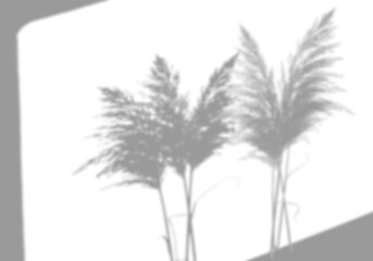 Obraz premium pampas grass shadow realistic overlay boho product background minimal branding mockup interior