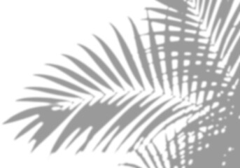 palm leaf shadow overlay tropical beach product realistic background summer branding mockup © MdMatiur