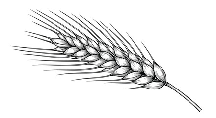 Fototapeta premium Detailed hand drawn sketch of a single ripe ear of wheat grain showing individual kernels and long awns on a white background.