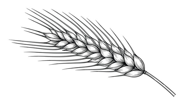 Detailed hand drawn sketch of a single ripe ear of wheat grain showing individual kernels and long awns on a white background.