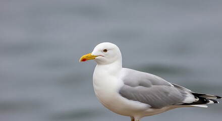 Fototapeta premium Seagull standing profile on cloudy background with detailed feather patterns