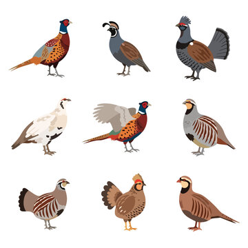 Set of nine upland game bird illustrations including ring-necked pheasant, California quail, ruffed grouse, ptarmigan, and chukar partridge, isolated on a plain white background.