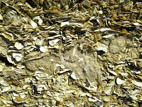A dense layer of overlapping oyster shells mixed with coarse sand creates a rough textured surface in shades of white beige and brown forming a natural marine fossil background