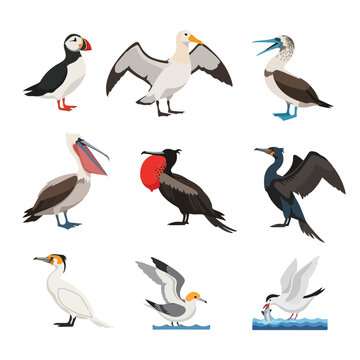 Collection of nine vector illustrations of sea birds including Atlantic puffin, albatross, blue-footed booby, brown pelican, frigatebird, cormorant, gannet, seagull, and tern on white background.