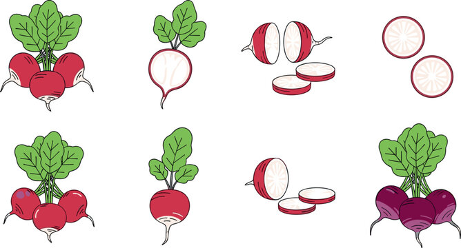 Radish vegetable set with whole and sliced pieces, fresh organic root food ingredient vector illustration collection for healthy cooking