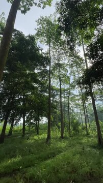 Tall Trees in a Lush Forest with Dense Green Foliage and Natural Woodland Atmosphere