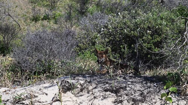 Wild dingo searching for food in sand dunes on Fraser Island (K'gari), Queensland, Australia. Iconic native animal in coastal wilderness, popular travel destination.