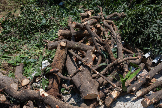 Cut timber from tree felling process during territory cleaning and land improvement works in Asia