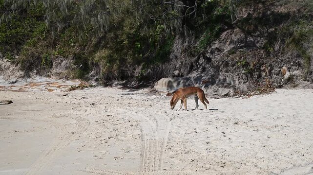 Wild dingo searching for food in sand dunes on Fraser Island (K'gari), Queensland, Australia. Iconic native animal in coastal wilderness, popular travel destination.