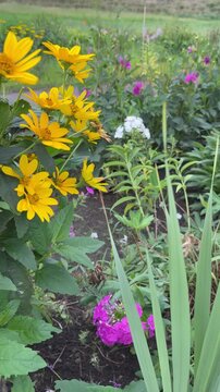 Slider shot from heliopsis to pink and white gladiolus
