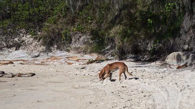 Wild dingo searching for food in sand dunes on Fraser Island (K'gari), Queensland, Australia. Iconic native animal in coastal wilderness, popular travel destination.