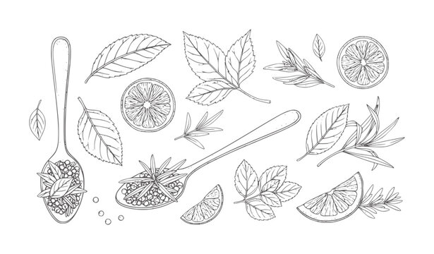 Hand drawn of herbs spices and citrus slices white lemon lime