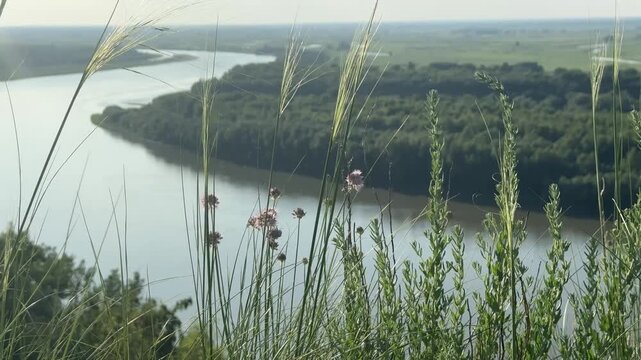 Aerial view of winding Siberian river bend through lush forest, shot through wildflowers and feather grass swaying in summer breeze from hilltop