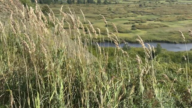 Golden reed grass swaying in wind on Siberian hillside, overlooking vast wetland floodplain with river and green marshes in summer sunlight.