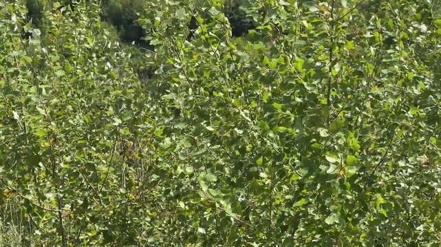 Dense green birch tree foliage swaying in wind, Siberian summer forest. Lush leafy branches moving in breeze, wild nature background.