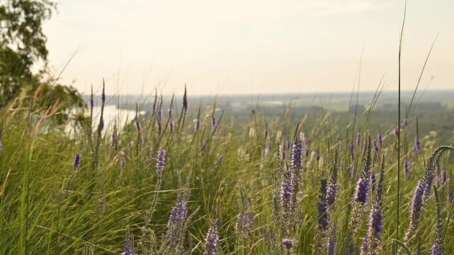 Wild purple veronica flowers swaying in summer breeze on Siberian meadow hillside, lush green grass with scenic river valley panorama in background.