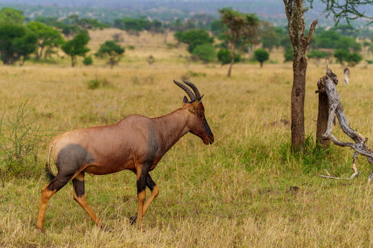 One topi or Damaliscus lunatus jimela walking through grass of Serengeti National Park towards broken tree. Closer inspection shows a swarm of flys on its neck.