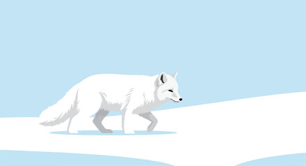 A white arctic fox walks on snow © Radika