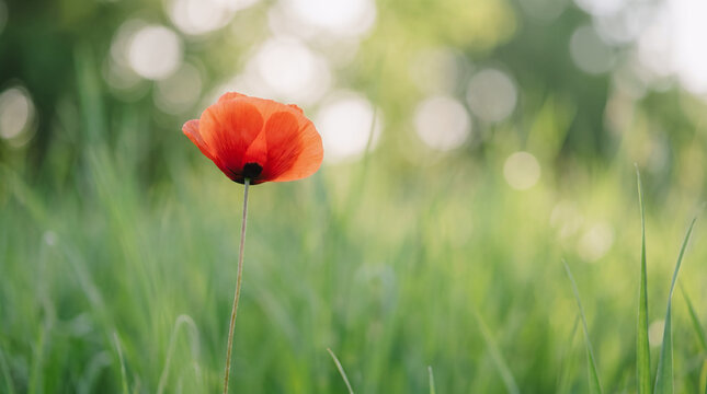 Close up of a single red poppy flower blooming in a green field with beautiful bokeh background, Remembrance Day symbol