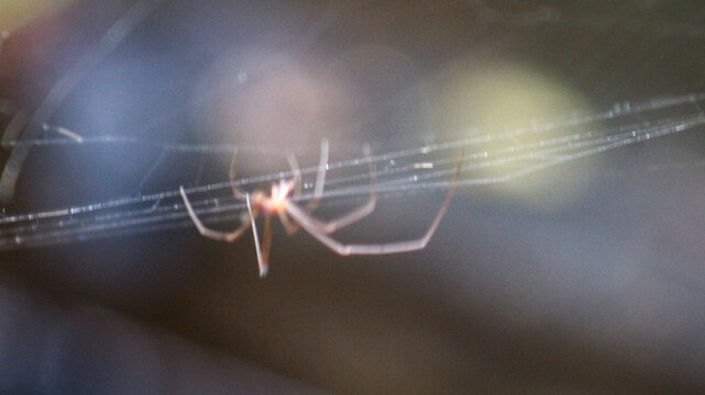 A close-up macro shot of a spider hanging from its silky web against a soft, blurred background. This wildlife scene highlights the intricate structure 
