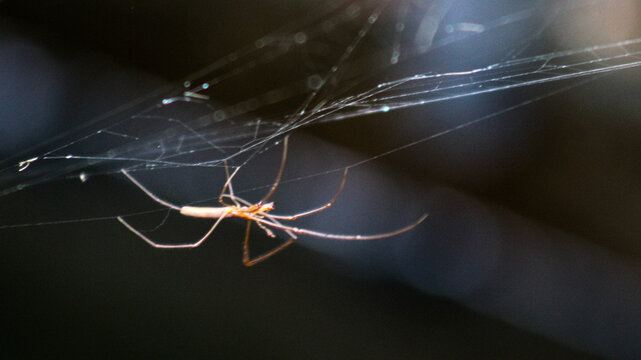 A close-up macro shot of a spider hanging from its silky web against a soft, blurred background. This wildlife scene highlights the intricate structure 