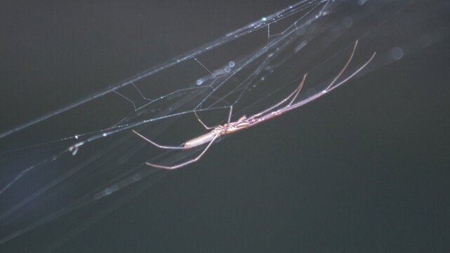 A close-up macro shot of a spider hanging from its silky web against a soft, blurred background. This wildlife scene highlights the intricate structure 