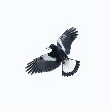 Australian Magpie also called Gymnorhina tibicen.