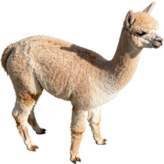 Fototapeta premium [Transparent Background PNG]Young brown alpaca standing on white background