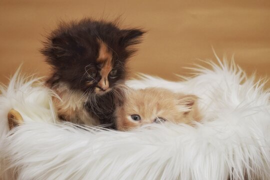 Cute and adorable behavior and interaction of a 2 months old kittens