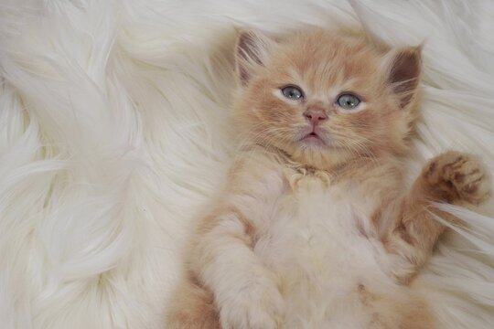 Cute and adorable behavior and pose of a 2 months old golden tabby kitten 