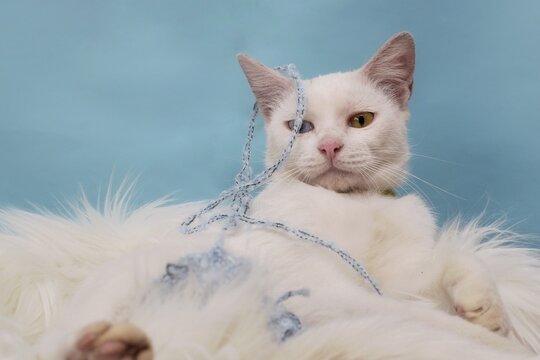 Cute and funny expression of a white cat with heterochromatic eyes while playing with blue yarn and being cozy on a furry carpet 