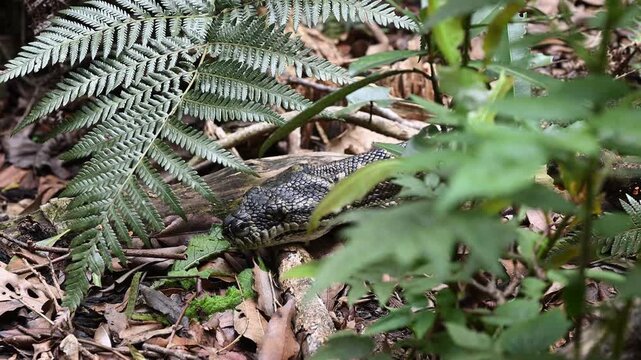 Carpet python Morelia spilota, also Diamond Python, resting in leaf litter of Binna Burra rainforest, Queensland, Australia. Camouflaged reptile in lush subtropical forest, wildlife and nature scene.