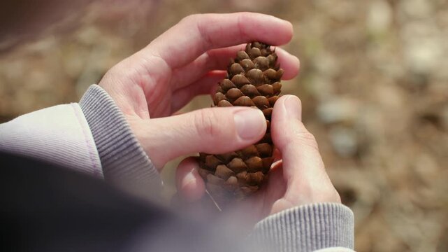 Soft light illuminating person hands gently holding and inspecting natural brown pinecone, with blurred background of forest floor creating calm, mindful atmosphere. Hands holding pinecone in forest