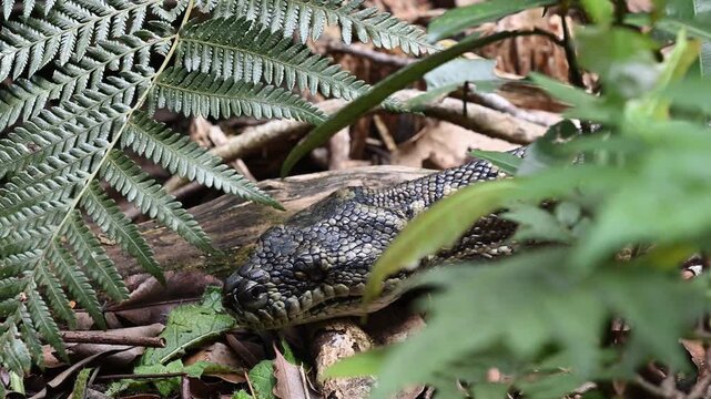 Carpet python Morelia spilota, also Diamond Python, resting in leaf litter of Binna Burra rainforest, Queensland, Australia. Camouflaged reptile in lush subtropical forest, wildlife and nature scene.