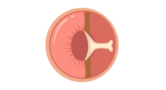 Cross section of an eye showing iris and pupil, scientific illustration with copy space