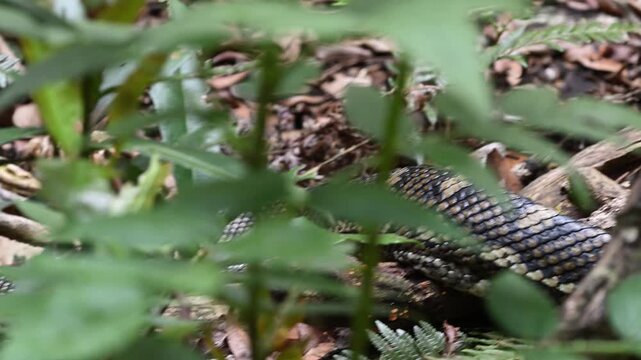 Carpet python Morelia spilota, also Diamond Python, resting in leaf litter of Binna Burra rainforest, Queensland, Australia. Camouflaged reptile in lush subtropical forest, wildlife and nature scene.