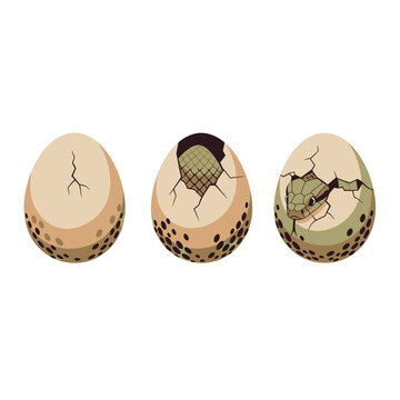 Snake Hatching From Egg: Stages of Birth and New Life