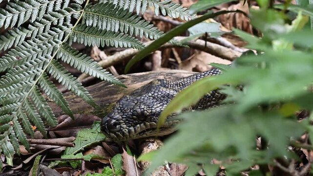 Carpet python Morelia spilota, also Diamond Python, resting in leaf litter of Binna Burra rainforest, Queensland, Australia. Camouflaged reptile in lush subtropical forest, wildlife and nature scene.
