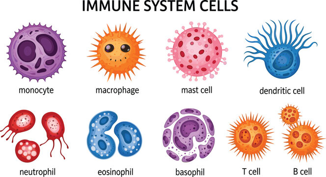 Colorful Immune System Cell Chart with Monocyte, Macrophage, Mast Cell, Dendritic, Neutrophil, and T Cell for Medical Education Designs