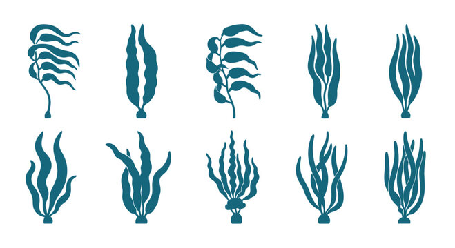 Set of Blue Seaweed Illustrations: Diverse Underwater Plant Shapes