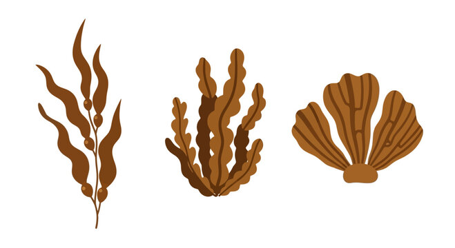 Set of Brown Seaweed Illustrations: Kelp, Algae, Underwater Plants